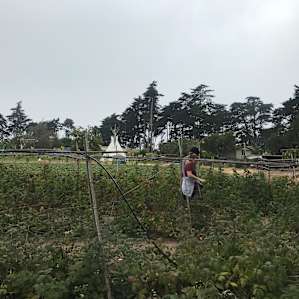 Strawberry field with campgrounds and Teepee i’m the background