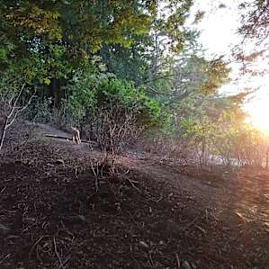 Enchanted Forest Peanut Campsite