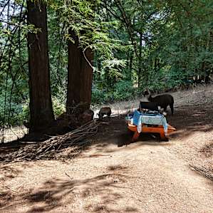 Enchanted Forest Peanut Campsite
