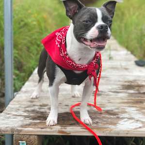 Louie loved the dock.