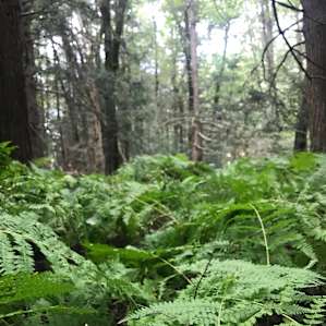 Green upon green