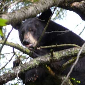 This guy came to visit our campsite when we were out hiking! Our dog chased him up a tree.