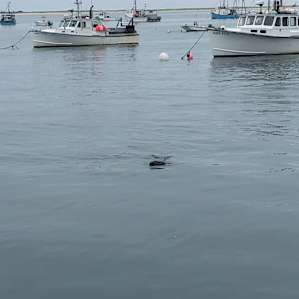 Seals in the harbour
