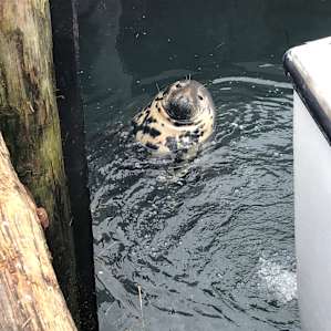 Margret Marple, the seal.