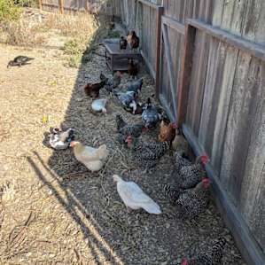 Chickens and ducks on the farm!