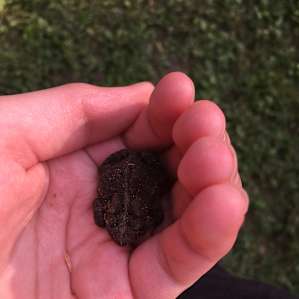 ‘Mom, look, I caught a frog! Can we keep it?!?’