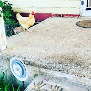Chickens running around- and cute little hand prints on the stairs!