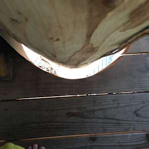 The tree trunk runs straight through the floorboards and you can see down to the bottom.