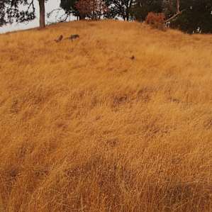 During one of our hikes in the morning when not exploring nearby lake Mendocino recreation or stores in Ukiah.