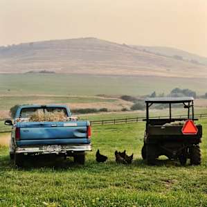 Some cute chickens hanging out by the trucks on the flat land of the property.