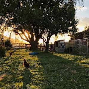 Stellar evening light feat. cute chicken!