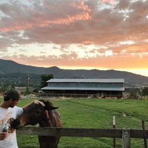 The neighbors have very friendly horses.