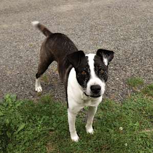 There are two dogs. Poncho is a friendly boy that likes to hang out outside the wagons.