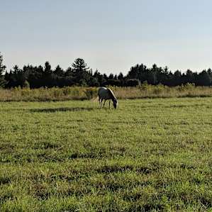 Tent sites at Sandiwood Farm