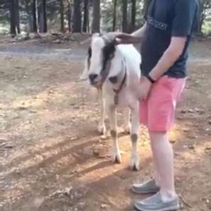 Petting one of the friendliest goats ever!