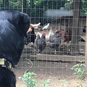 Fresh eggs for breakfast!