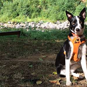 Lucy chillin by the river