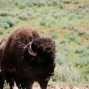 One of MANY bison we saw