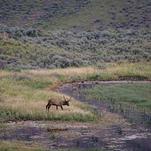 Saw some beautiful Elk from the distance and thought the reflection if gave in the small lake was just amazing.
