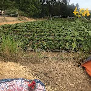 Strawberry fields