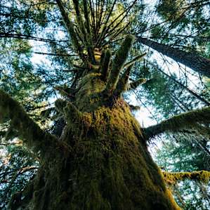 Classic PNW trees are way impressive to me