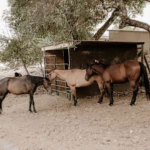 animal horses