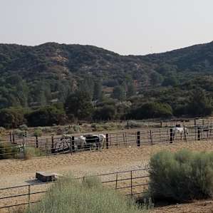 Mustang Ranch Camp Wild