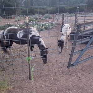 Mustang Ranch Camp Wild