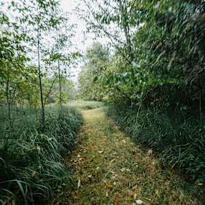 Many paths criss cross the acres here