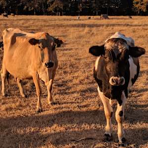 Good looking cows!