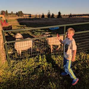 Sleep Among the Farm Animals