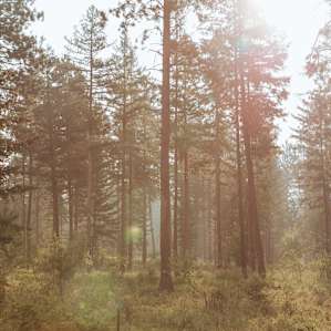 Surrounded by beautiful ponderosa forest