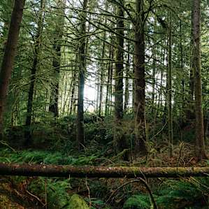 forest