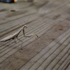 Dinner time visitor, a beautiful praying mantis.