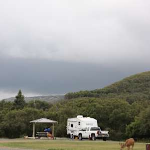 Wildlife at the camp gound