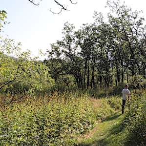 Deer run trail that goes from Soda Pocket to Alice Campgound