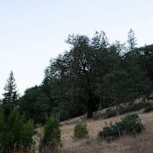 Cedar Meadow