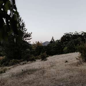 Cedar Meadow