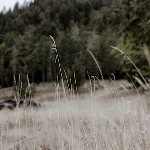 Halcyon Days Farm and Retreat