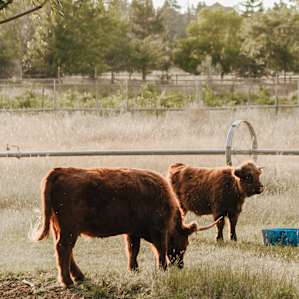 animal cow