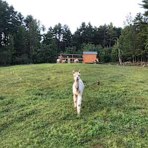 Vermont Farm Animal Rescue
