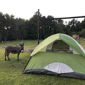 Vermont Farm Animal Rescue