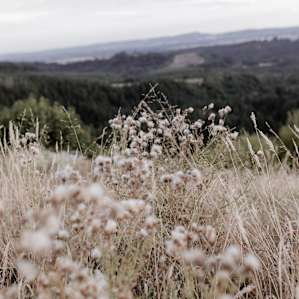Above the Willamette Valley