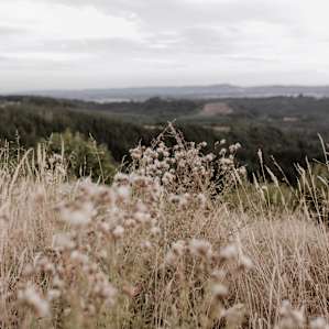Above the Willamette Valley