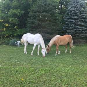 Skippy and Major. Two friendly horses on the property.