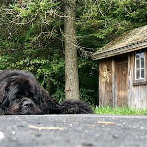 Pat’s awesome Newfoundland