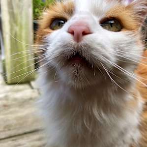 Pat’s equally awesome cat!