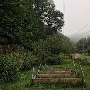 holed up in the holler