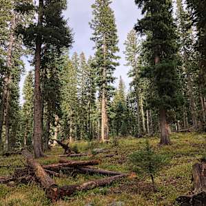 Behind site 11, nothing but wilderness
