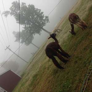 Mtn Views & Animals on Family Farm